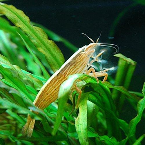 Picture of Bamboo Shrimp | HeldeReef Aquatics