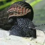 White Spotted Rabbit Snail