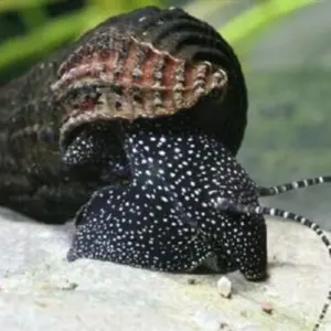 White Spotted Rabbit Snail