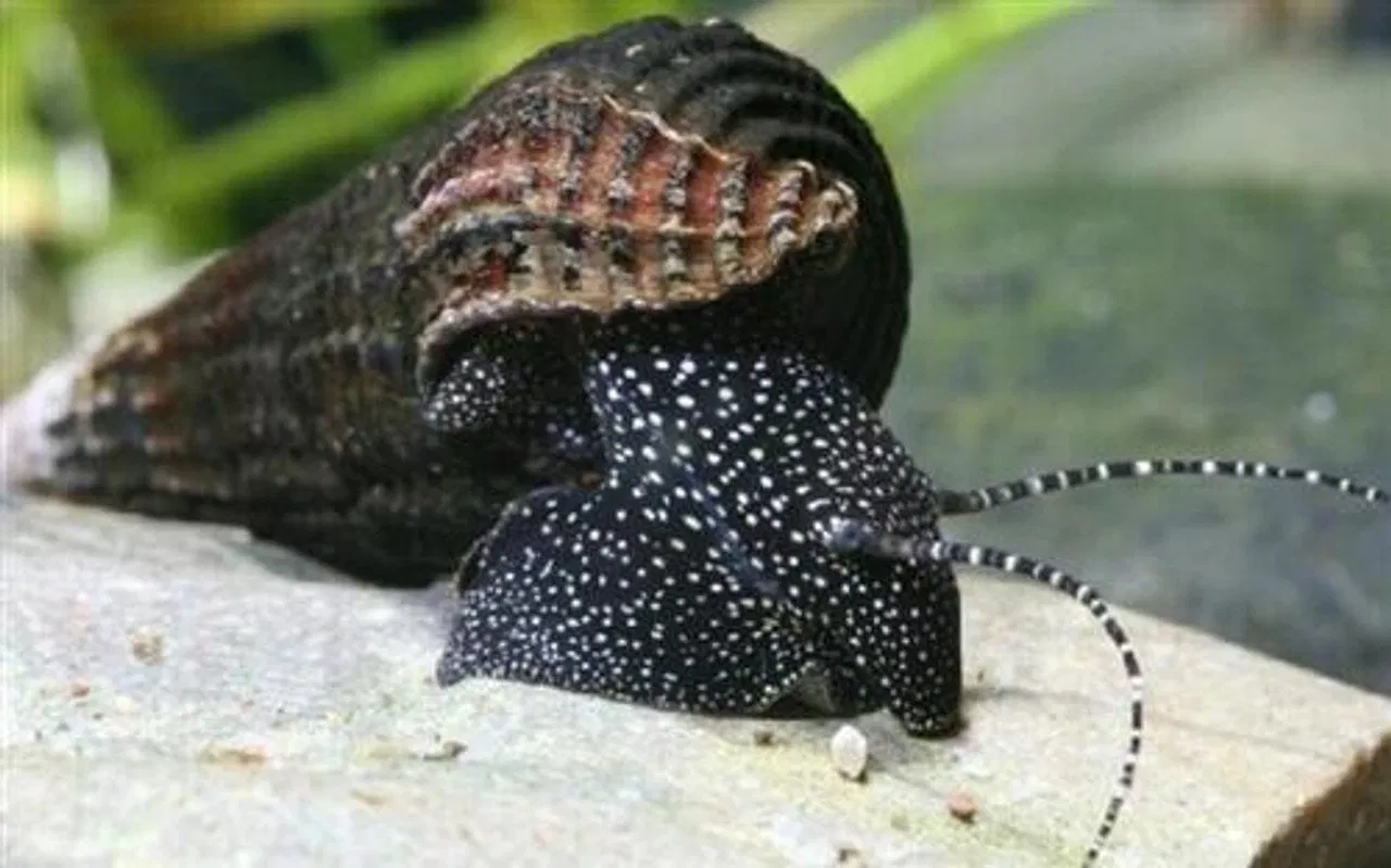 White Spotted Rabbit Snail