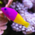 587 pictichromis paccagnellae