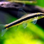 Algae Eating Juvenile True Siamese Fish