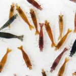Mixed Low Grade Shrimp
