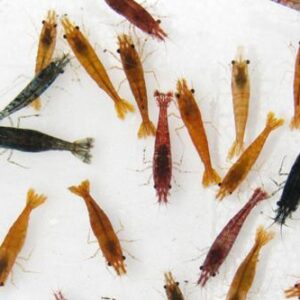 Mixed Low Grade Shrimp