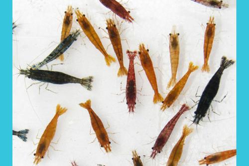Mixed Low Grade Shrimp
