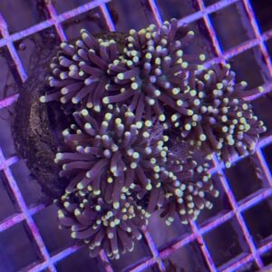 Black Torch Neon Tip