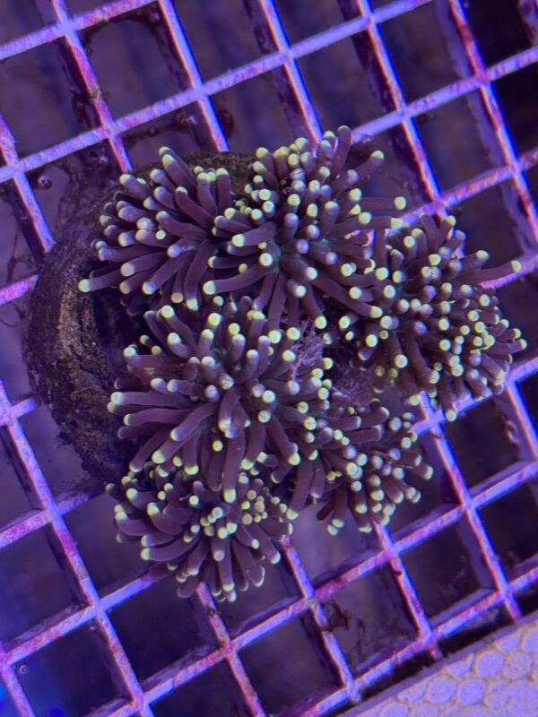 Black Torch Neon Tip