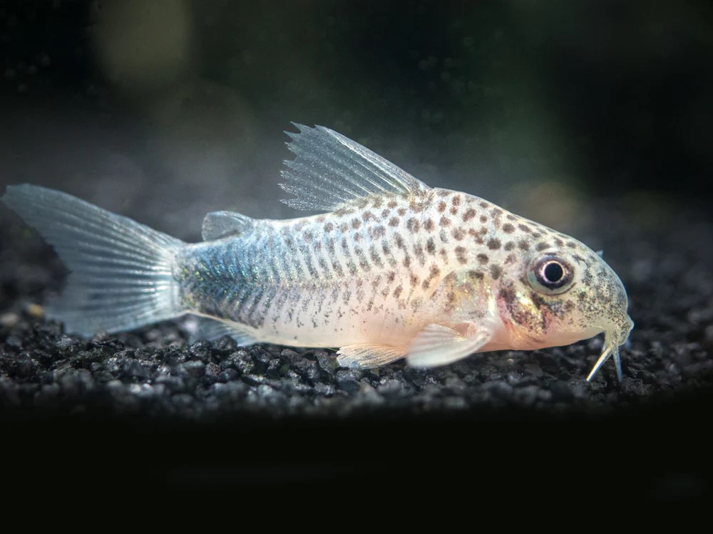 Smudge Spot Corydoras (Similis Corydoras)