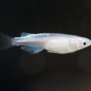 Platinum Medaka Ricefish