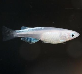 Platinum Medaka Ricefish