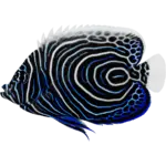 Emperor Angelfish Small 2 3 inches