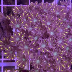 Clove Polyps Gold Streaked