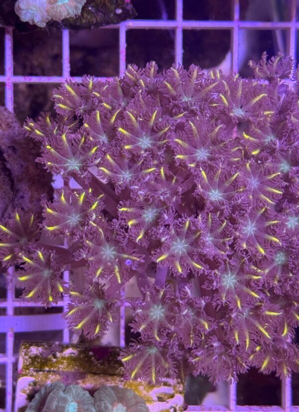 Clove Polyps Gold Streaked