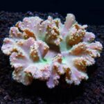 Cabbage Leather Coral