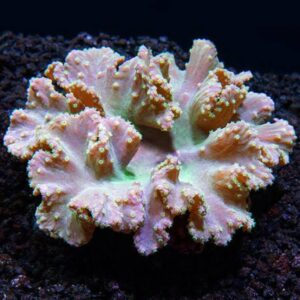 Cabbage Leather Coral
