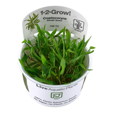 Green crypt