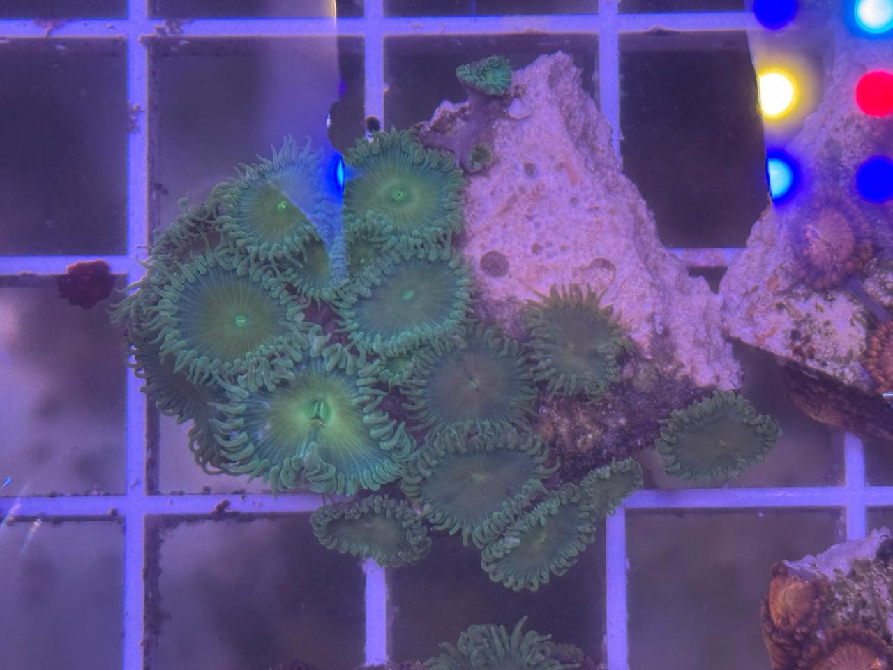Zoa Green | HeldeReef Aquatics