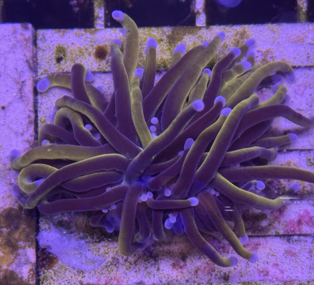 Splitting indo gold torch