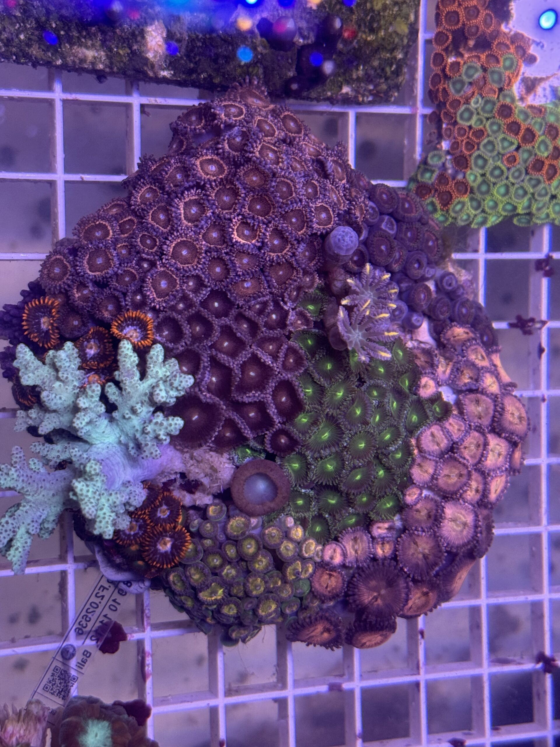 Zoa Garden | HeldeReef Aquatics