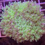 Frogspawn Coral Purple Tip