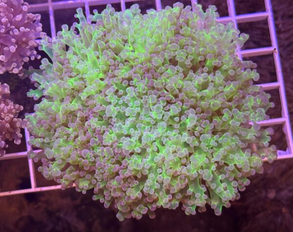 Frogspawn Coral Purple Tip