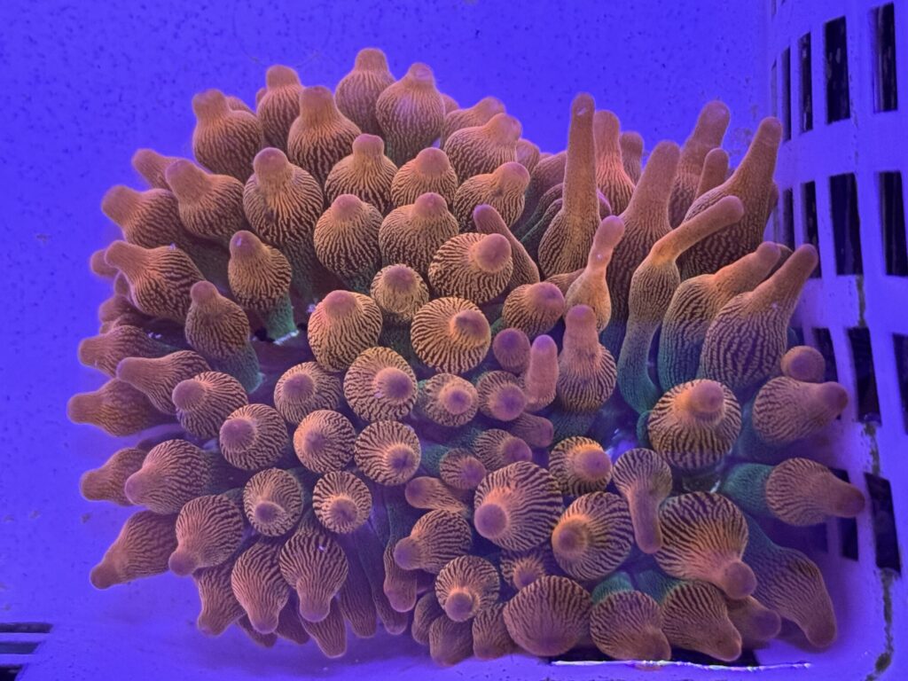 WARP DRIVE Bubble Tip Anemone – Aquacultured