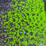 Encrusting Gorgonian