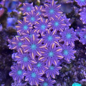Clove Polyps Gold Streaked
