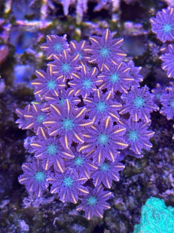 Clove Polyps Gold Streaked