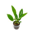anubias hastifolia 36326504825032 870x580