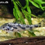 Blackfin Catfish (Aspidoras sp. CW052)