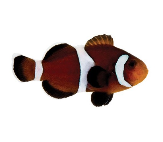 Caramel Clownfish