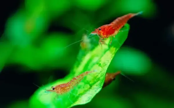 cherry shrimp 05 1
