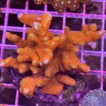 Forest Fire Digitata