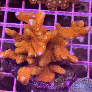 Forest Fire Digitata