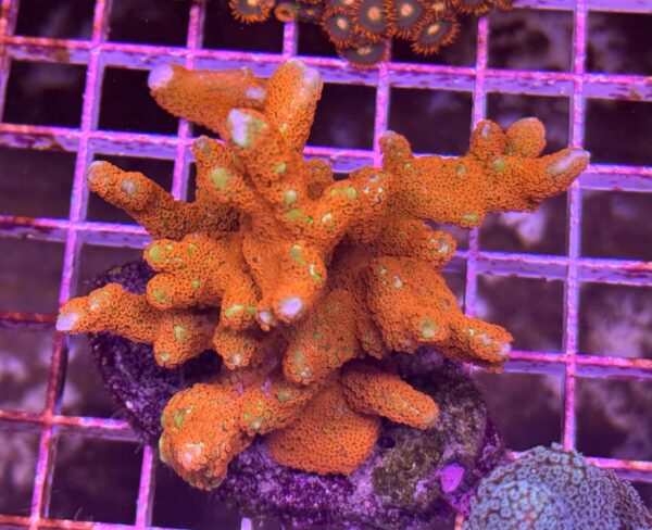 Forest Fire Digitata