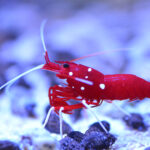 fire shrimp