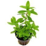 hygrophila polysperma 1