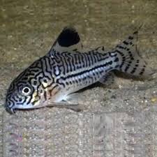 Three-lined Corydora (Corydoras trilineatus)