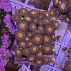 Zoa Green Orange center - Image 1