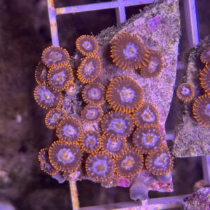 Zoa Orange Skirt - Image 1
