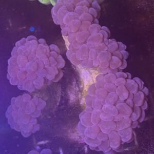 Bubble Coral