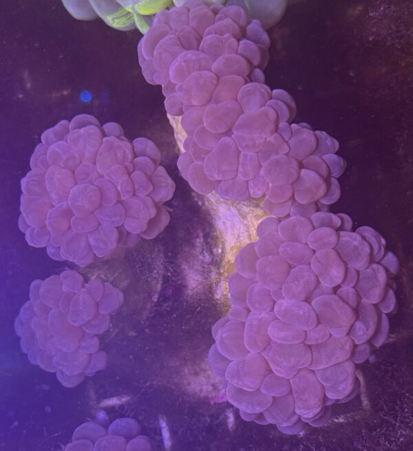 Bubble Coral Bubble Coral