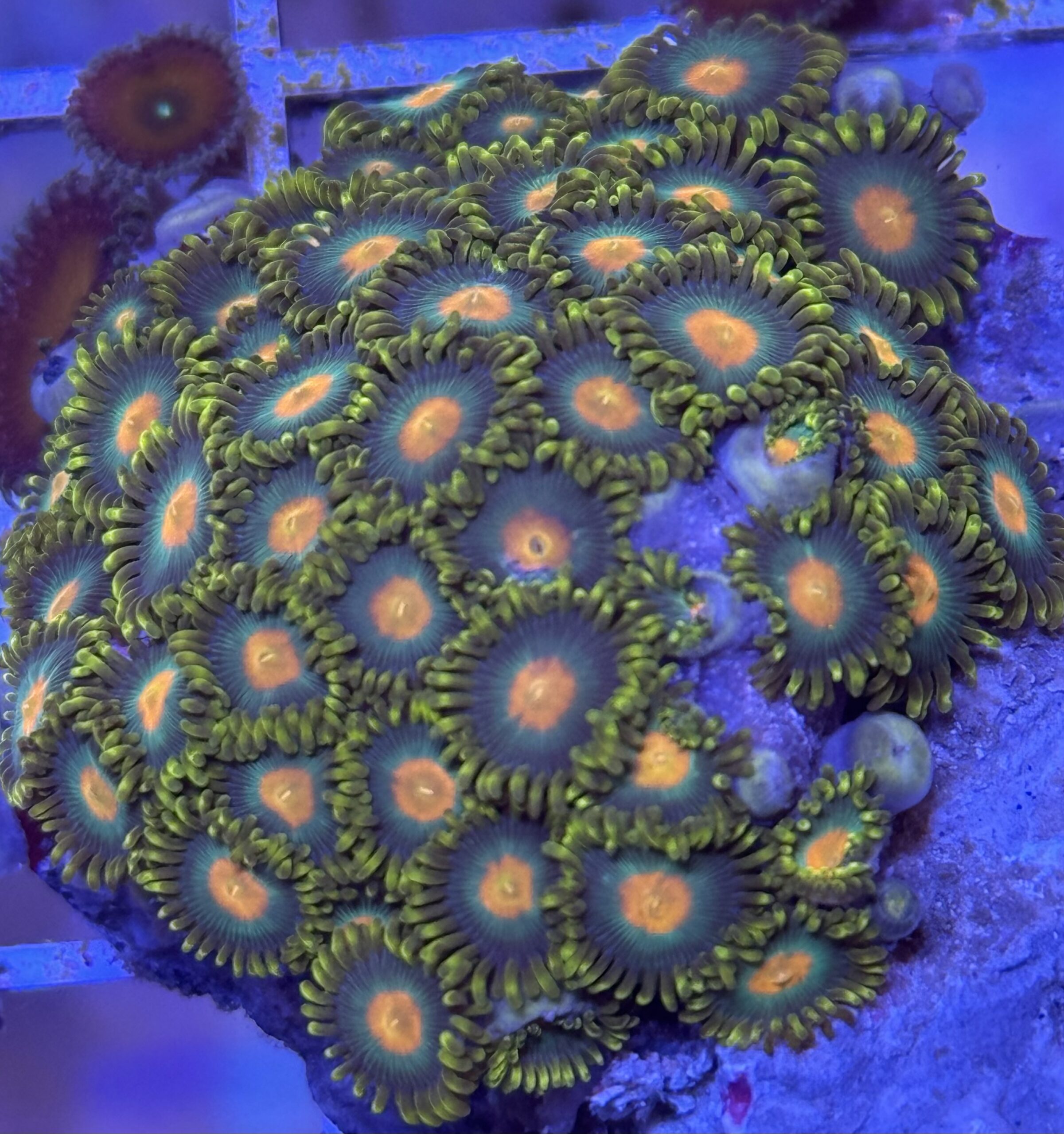 Zoa Orange W Green Skirt | HeldeReef Aquatics
