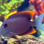 large 10169 Flame Tomini Tang lrnr