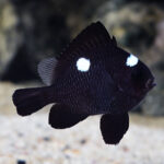 lg 70145 Three Spot Domino Damselfish
