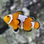 lg 91901 Snowflake Clownfish 0111131 121a