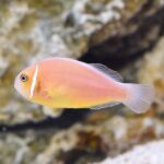 lg 91966 Pink Skunk Clownfish 0430181 130p