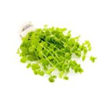 micranthemum umbrosum 11726509506641 800x533