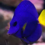 purple tang